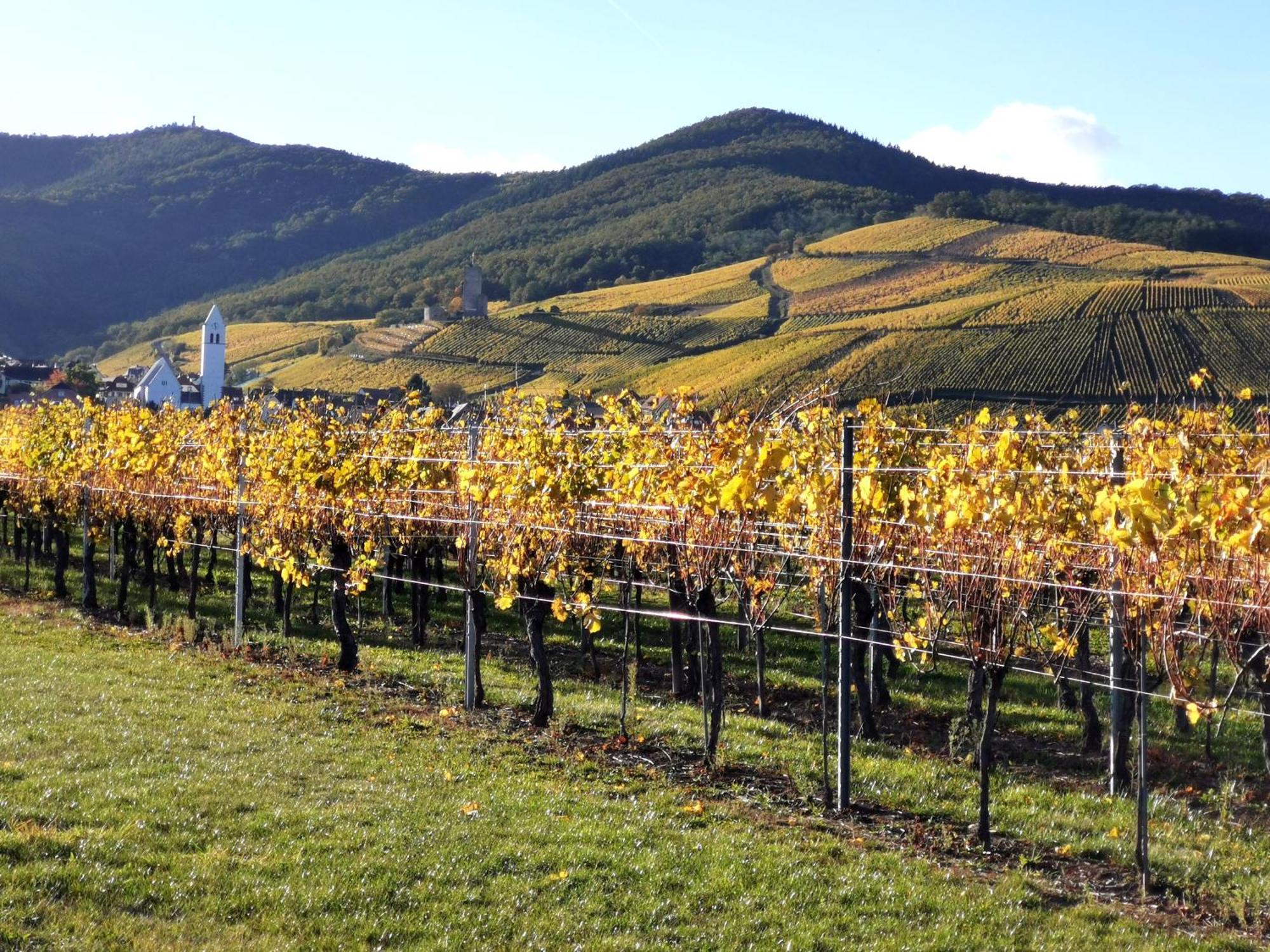 Entre Ville Et Vignes - Gite Classe 3 Etoiles Інгерсгайм Екстер'єр фото